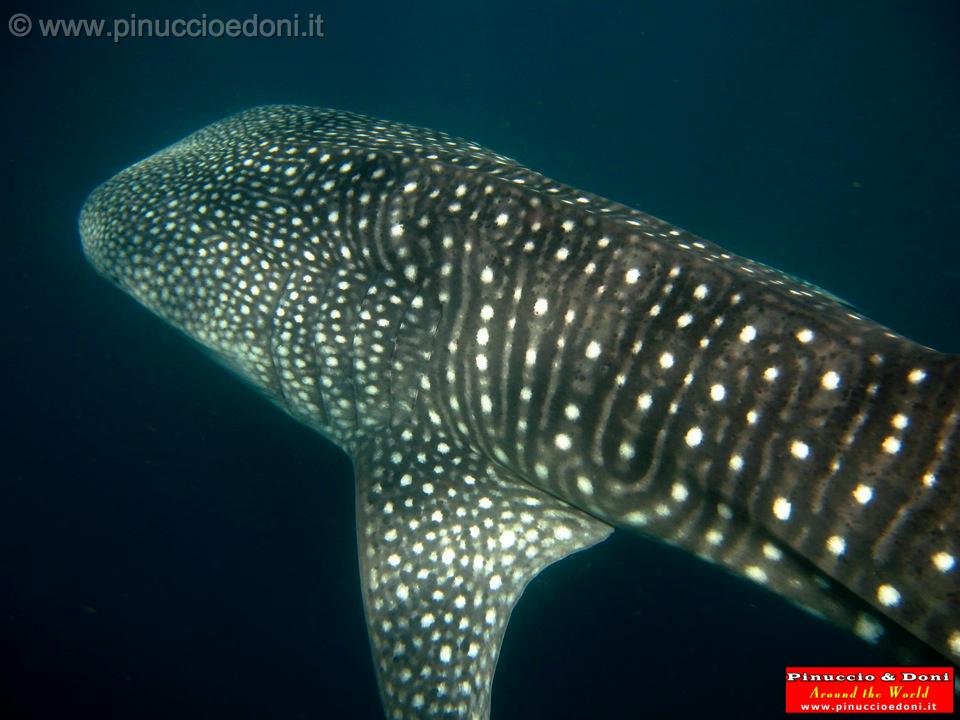 Djibouti - Whale Shark - 02.jpg